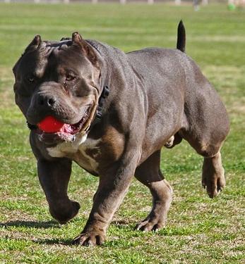 Image result for Giant Bully Pitbulls males