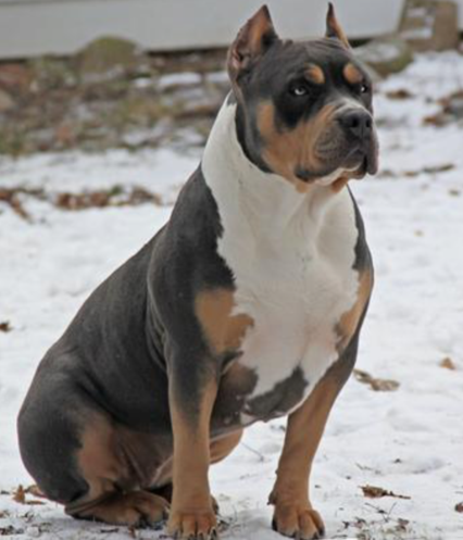 chagne pitbull puppies chagne tri color pitbull puppies for sale 28 images tri color pit bull i will own chagne pitbull puppies chagne tri color pitbull puppies for sale 28 images tri color pit bull i will own