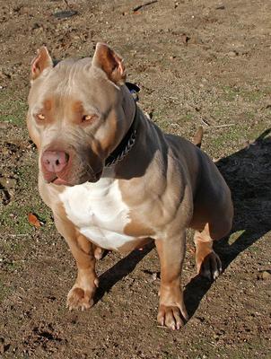 xxl blue pitbulls biggest pitbull puppies kennel