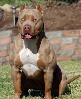 Red lion kennels steroid