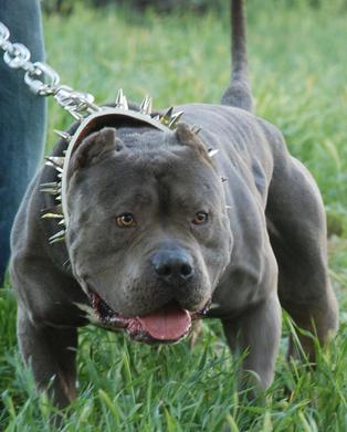 xxl blue pitbulls biggest pitbull puppies kennel