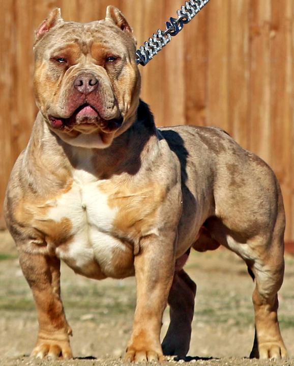 BLUE PITBULL PUPPIES FOR SALE