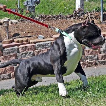 big bully kennels