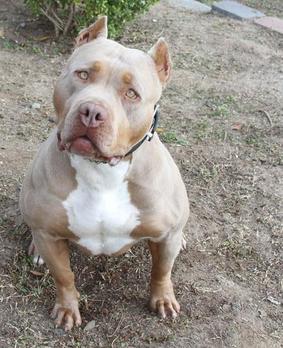 BLUE PITBULL PUPPIES SOLD MUSCULAR BULLY PUPS