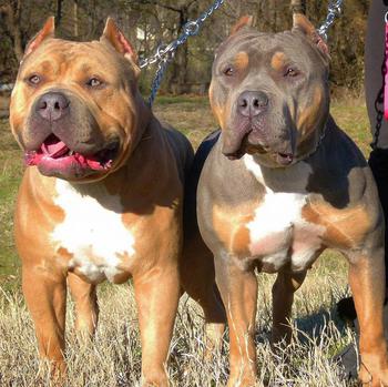 BLUE PITBULL PUPPIES SOLD MUSCULAR BULLY PUPS