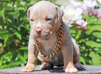 full blooded pitbull puppies for sale