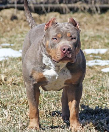 merle american pitbull