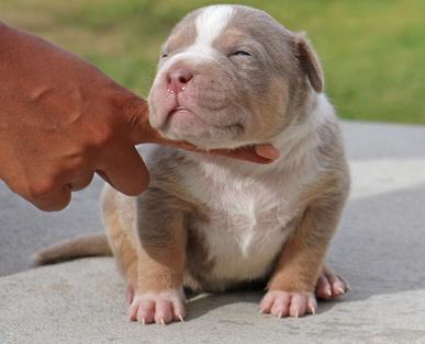 female pitbull puppies