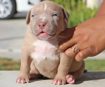 Bossy deals kennels az