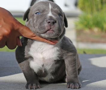 blue merle pitbull for sale