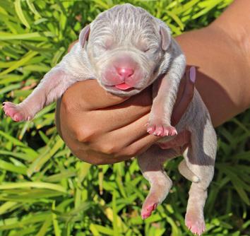 blue merle pitbull puppies for sale 2019